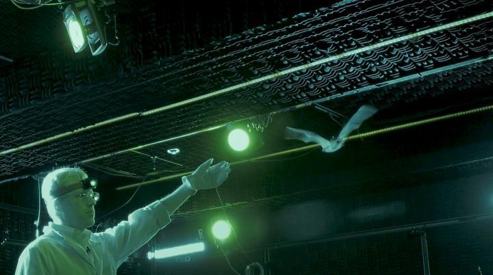 While the bat flies through an obstacle course in the flight room, the device monitors the electrical activity of its brain