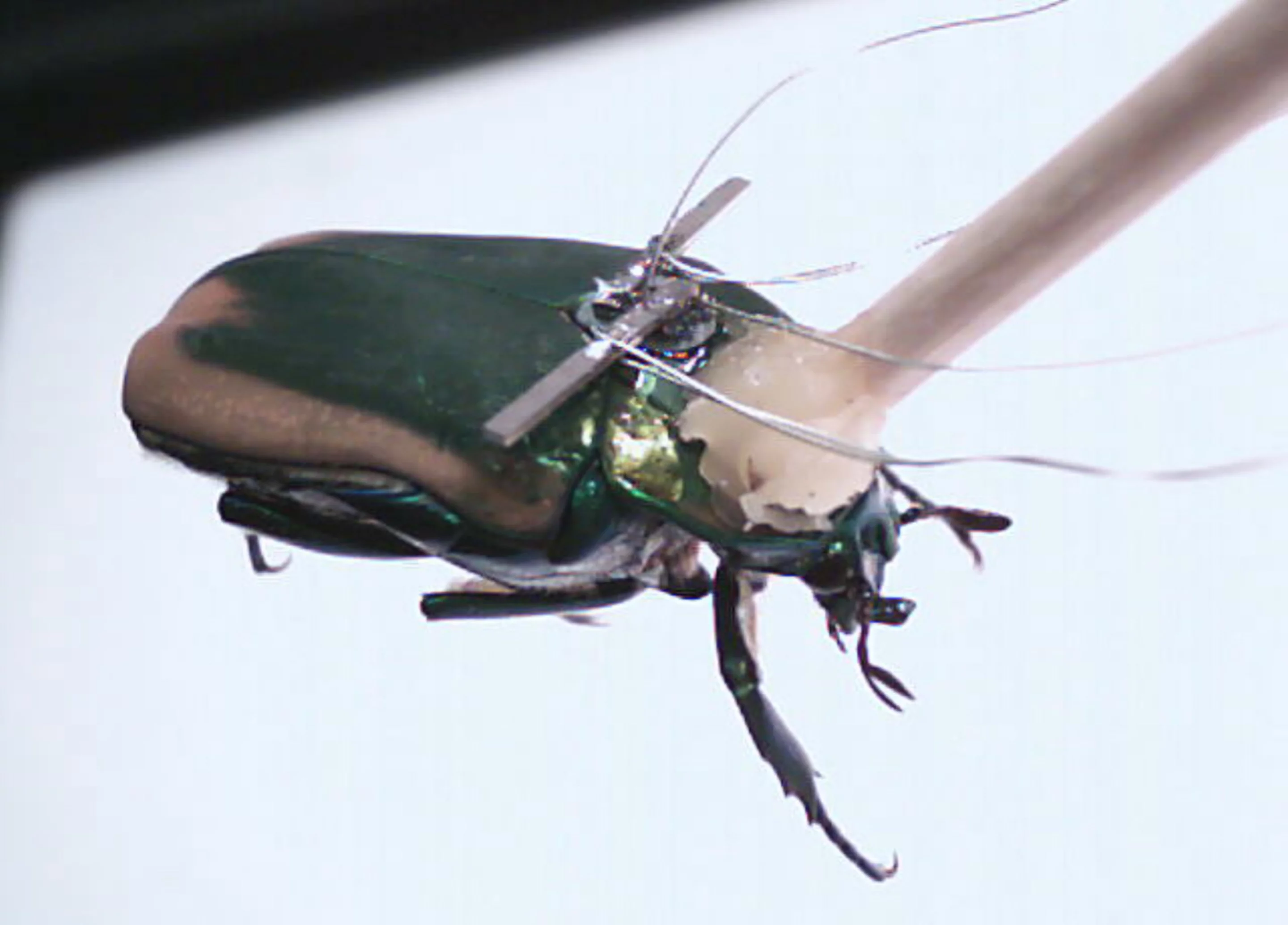 An insect fitted with a piezoelectric generator to harness energy from the insect's wings (Image: Erkan Aktakka)