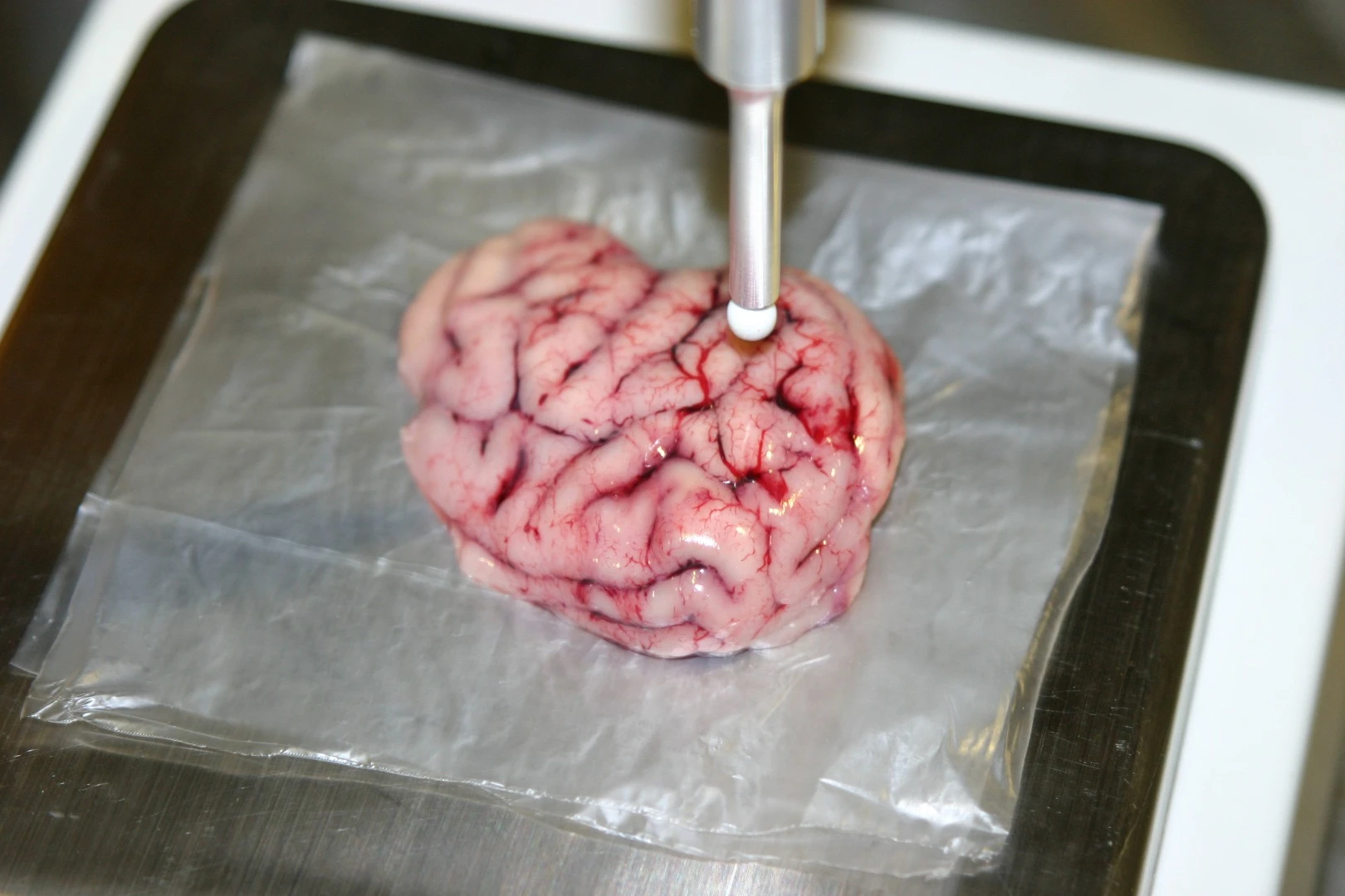 The smart scalpel has been tested on pig brain tissue with what the researchers claim are excellent results