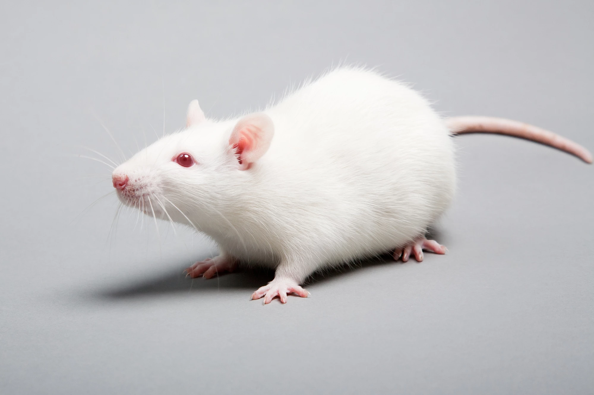 Experiments on rats have demonstrated how they can pick up (and groove to) a beat