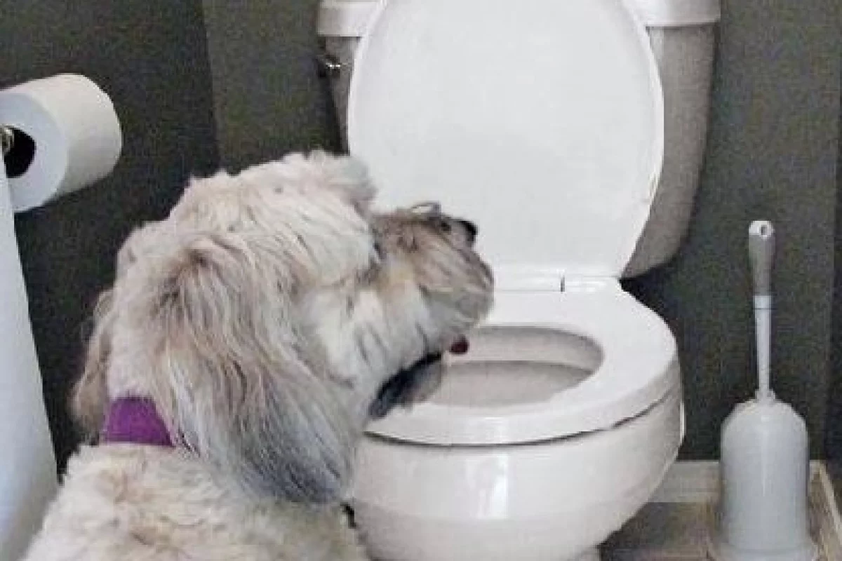 Drink No More will sound an alarm and flash a warning signal when your pet approaches the toilet