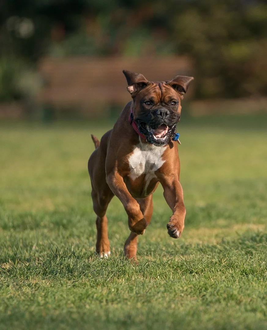 Sony a9 sample shot: ISO 100, f/2.8, 1/1600 sec