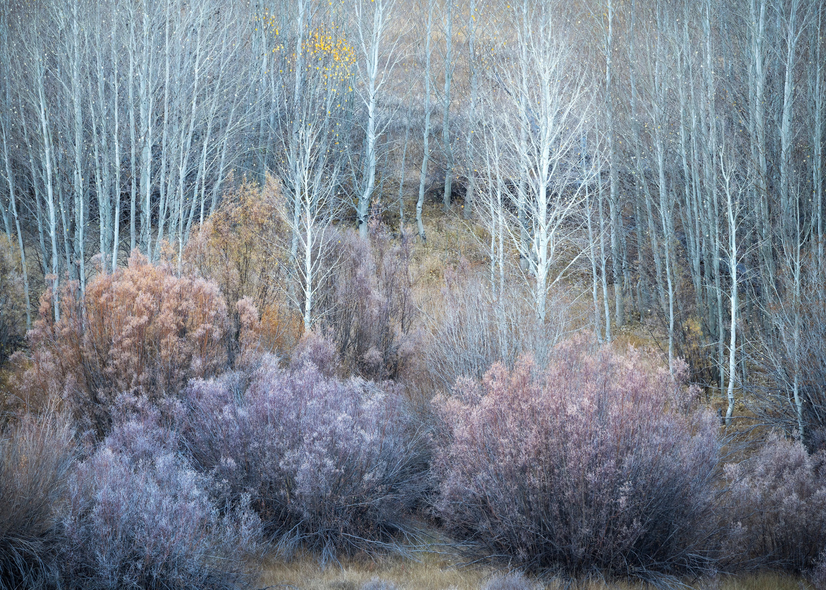 Winner - Intimate & Abstract. 'Autumn Blues', Eastern Sierra Nevada mountains.