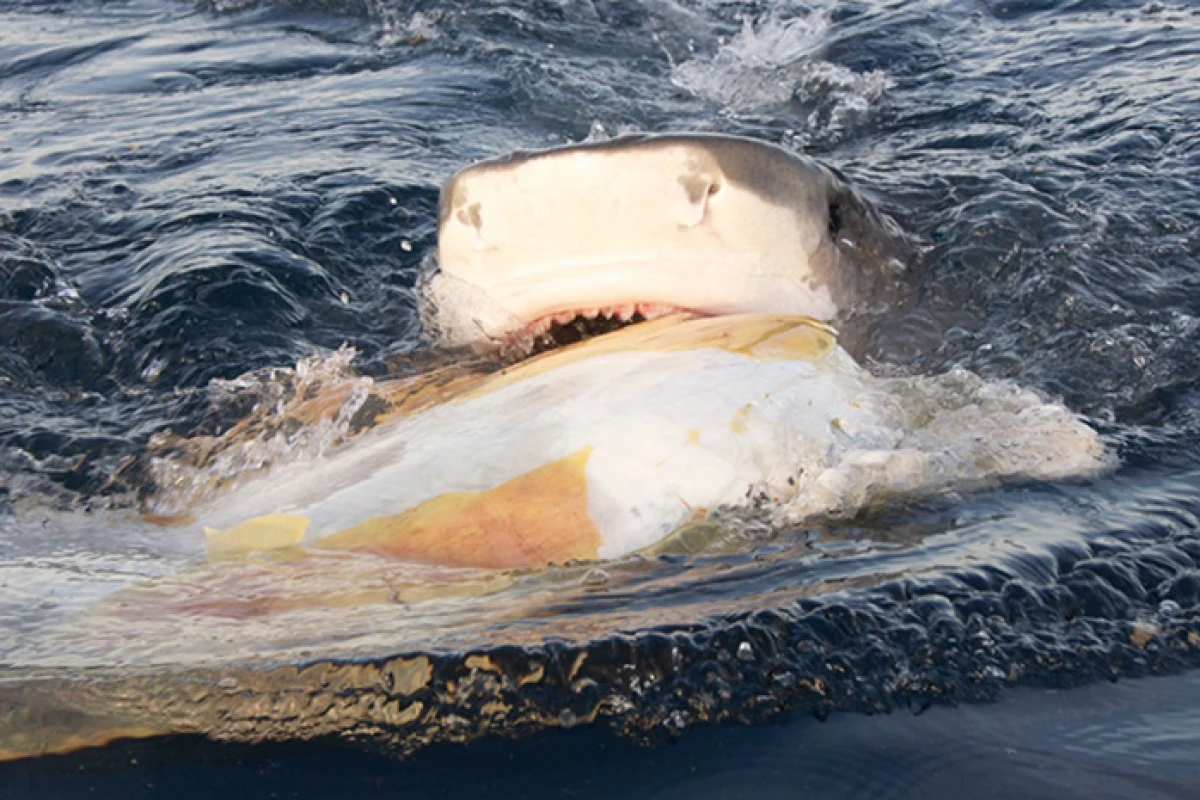 A tiger shark bites into a dead sea turtle in the waters around Raine Island