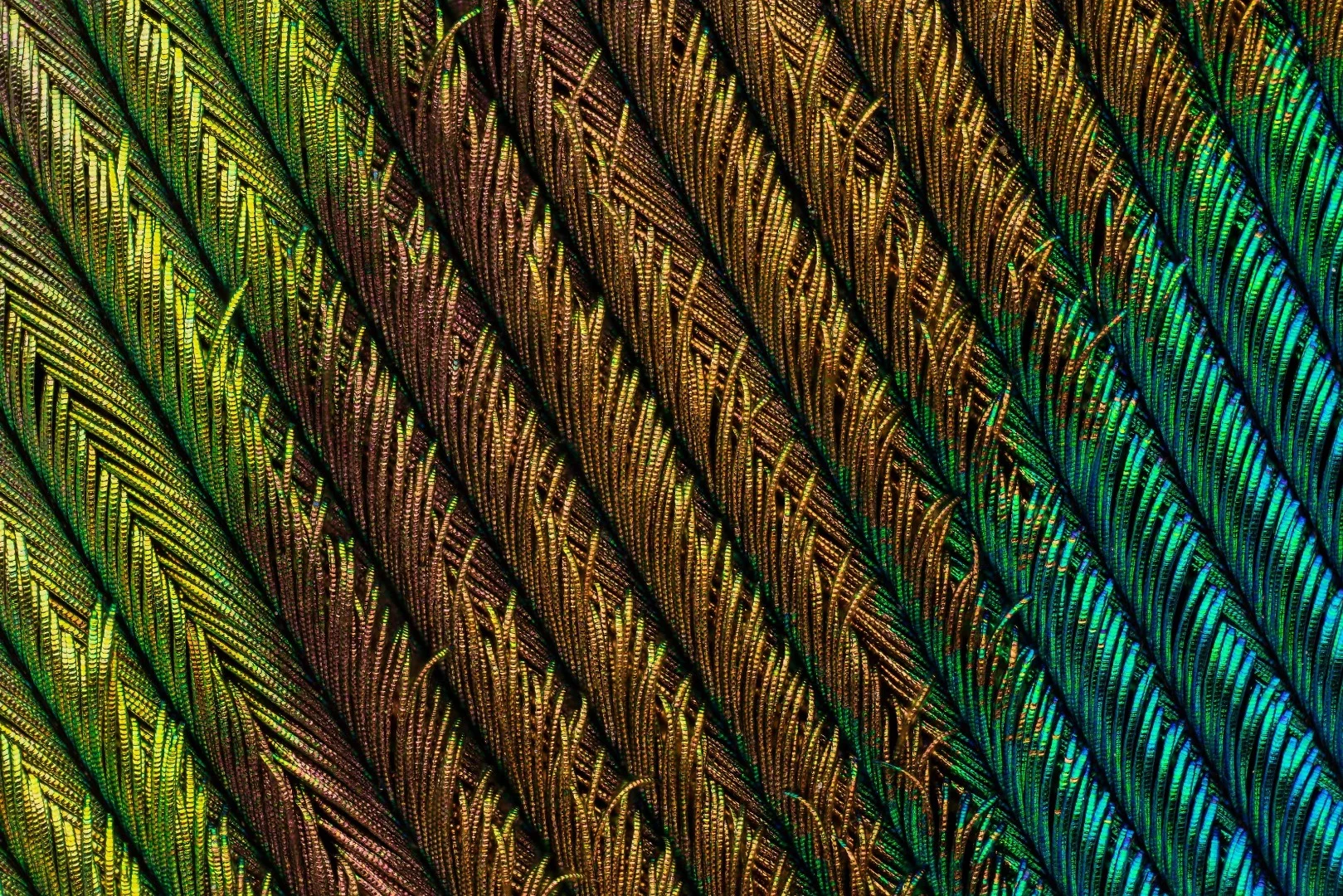 4th Place, A close up of a section of a peacock feather